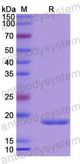 Recombinant Human IL26/AK155 Protein, C-His