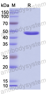 Recombinant Human SEMA4B Protein, N-GST