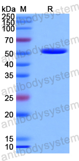 Recombinant Human CD93 Protein, N-GST