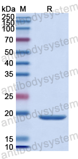 Recombinant Human CD319/SLAMF7 Protein, N-His