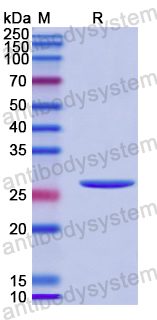 Recombinant Human PLCB1 Protein, N-His