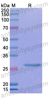 Recombinant Human MEPE Protein, N-His