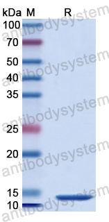 Recombinant Human DDX4 Protein, N-His