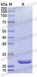 Recombinant Human CD113/NECTIN3 Protein, N-His