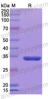 Recombinant Human BIRC6 Protein, N-His