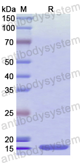 Recombinant Human GDF3 Protein, N-His