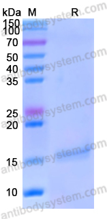 Recombinant Human CD289/TLR9 Protein, N-His