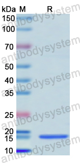 Recombinant Human CD288/TLR8 Protein, N-His