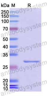 Recombinant Human ABCB10 Protein, N-His