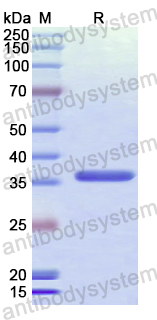 Recombinant Human PLSCR4 Protein, N-His