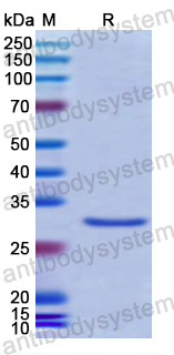 Recombinant Human ABCB8 Protein, N-His