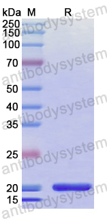 Recombinant Human SMOX Protein, N-His