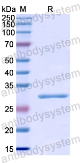 Recombinant Human CELSR3 Protein, N-His