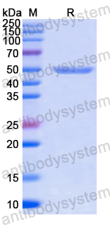 Recombinant Human GLTP Protein, N-GST