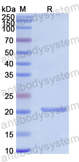 Recombinant Human IL37/IL1F7 Protein, N-His