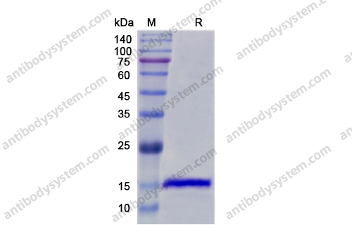 Recombinant Human IL36G/IL-1F9 Protein, N-His