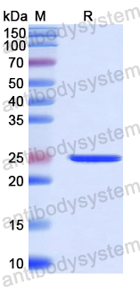 Recombinant Human ADAM22 Protein, N-His