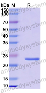 Recombinant Human HMG20B Protein, N-His-SUMO