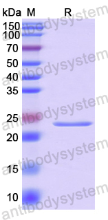 Recombinant Human ATXN10 Protein, N-His