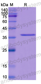 Recombinant Human XCL2/SCM-1 beta Protein, N-GST