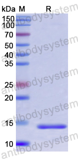 Recombinant Human FBLN5 Protein, N-His