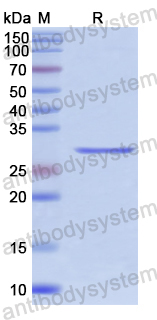 Recombinant Human KLK11 Protein, N-His