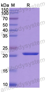 Recombinant Human REV1 Protein, N-His