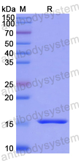 Recombinant Human LAMTOR3 Protein, N-His