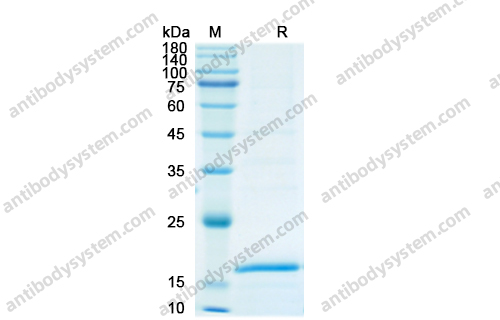 Recombinant Human IL36A/IL-1F6 Protein, N-His