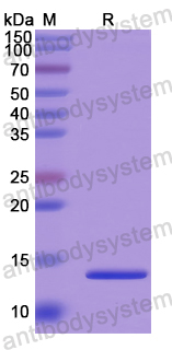 Recombinant Human TAC3 Protein, N-His
