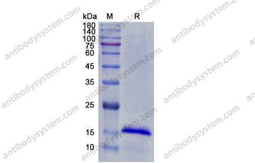 Recombinant Human IL17B Protein, N-His