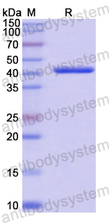 Recombinant Human LGALS13 Protein, N-GST
