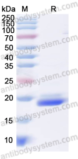 Recombinant Human CD312/ADGRE2 Protein, N-His