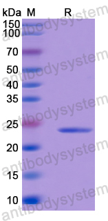 Recombinant Human DACH1 Protein, N-His-SUMO