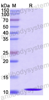 Recombinant Human CPA4 Protein, N-His