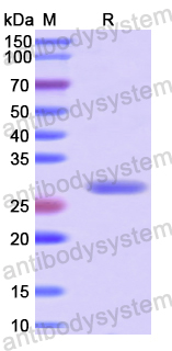 Recombinant Human TMEFF2 Protein, N-His