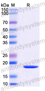Recombinant Human TMEFF2 Protein, N-His-SUMO