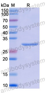 Recombinant Human PLXNA1 Protein, N-His