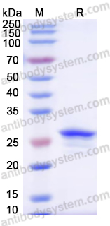 Recombinant Human MSRA Protein, N-His