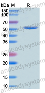 Recombinant Human CD207 Protein, N-GST