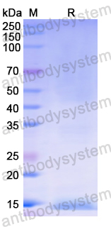 Recombinant Human GDF2 Protein, N-His