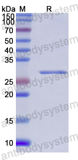 Recombinant Human KLK9 Protein, N-His