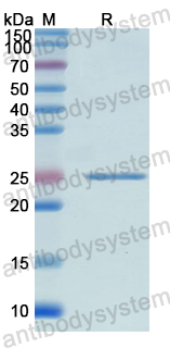 Recombinant Human VAV3 Protein, N-His