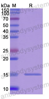 Recombinant Human PCOLCE2 Protein, N-His