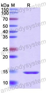 Recombinant Human COL17A1 Protein, N-His