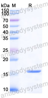Recombinant Human COL17A1 Protein, N-His