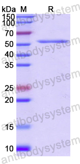 Recombinant Human ICAM5 Protein, N-GST