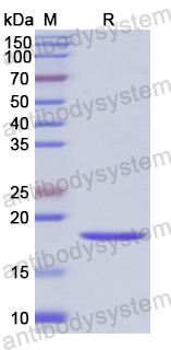 Recombinant Human NENF Protein, N-His