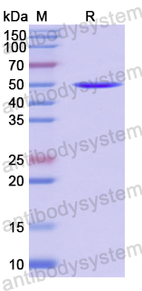 Recombinant Human CELA1 Protein, N-GST