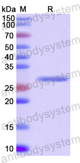 Recombinant Human PPIE Protein, N-His